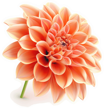 Peachy-orange dahlia flower in a detailed digital illustration. png