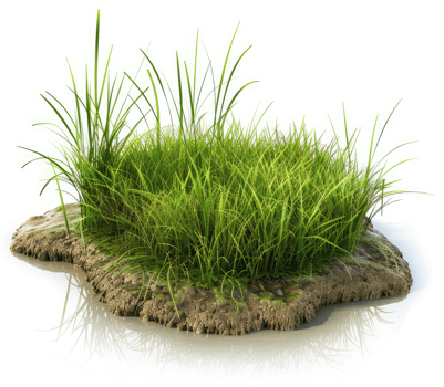 Lush green grass patch growing in a muddy, moist soil patch. png