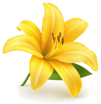 Vibrant yellow lily blossoms in a graphic illustration. png