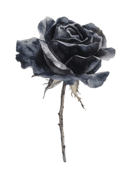 Elegant black rose with detailed petals and thorny stem png