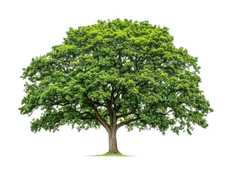 Majestic oak tree with lush green canopy and strong trunk png