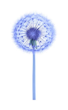 Vibrant blue dandelion close-up showing detailed seed structure png