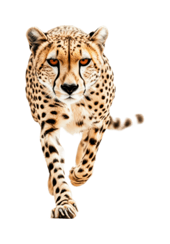Majestic cheetah in motion with focused gaze and sleek spotted fur png