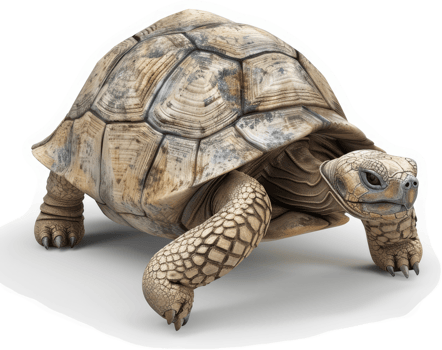 Land tortoise with a speckled shell. png