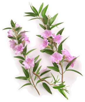Delicate pink flowers and foliage arranged artistically. png
