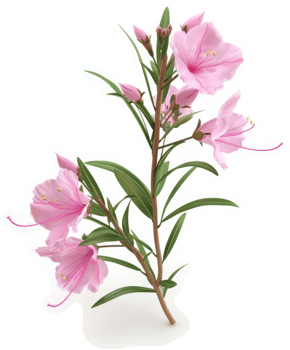 Delicate pink flowers bloom on a slender branch. png