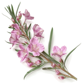 Delicate pink flowers on slender stems. png