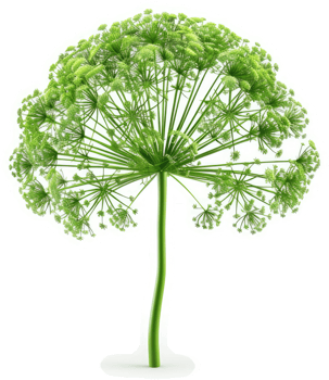 Bright green flowering plant with radial structure. png