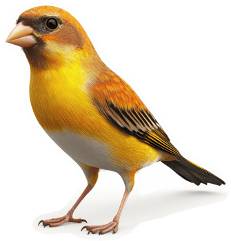 Vivid depiction of a small, colorful finch. png
