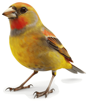 A vibrant, colorful finch, a small, cheerful bird. png