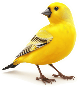 Vivid yellow finch positioned in profile view. png