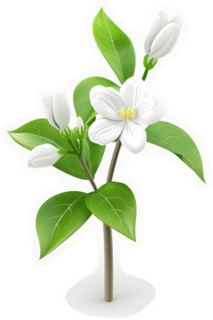 Delicate white jasmine blossom with verdant leaves. png
