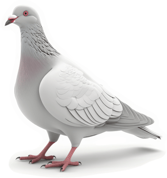 A close-up view of a light gray pigeon. png