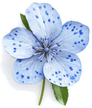 Light blue flower with dotted pattern. png