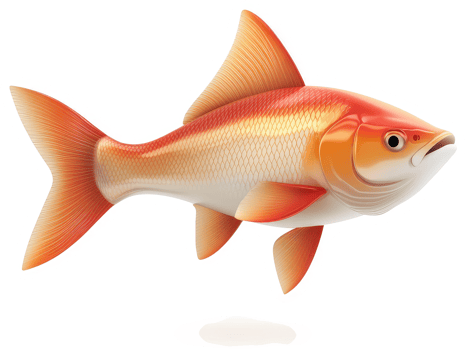 Ornamental fish, a vibrant depiction of a colorful carp. png