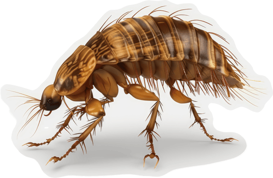 Detailed image of a segmented, patterned beetle. png