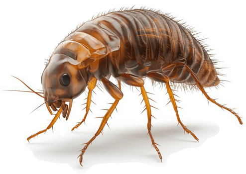 Close-up of a reddish-brown, segmented insect. png