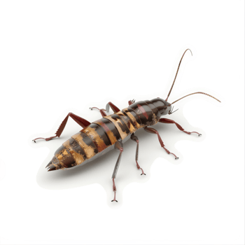 Striped longhorn beetle specimen displays intricate patterns. png