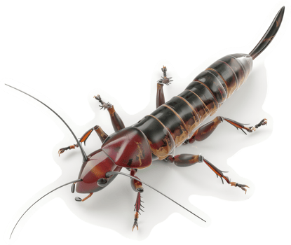 Detailed illustration of a segmented, nocturnal insect. png