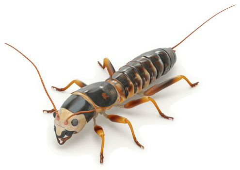 Close-up view of a segmented insect with intricate markings. png