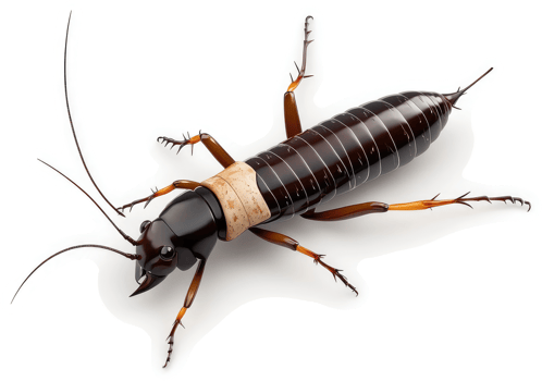 Detailed view of a segmented, dark-colored insect. png