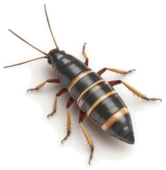 Detailed view of a striped, black and tan insect. png