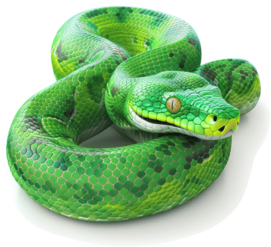 Vibrant emerald green boa constrictor coils elegantly. png
