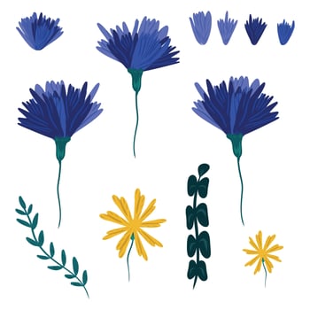 Collection of watercolor illustrations of blue cornflower flowers. Wild flowering plants. Green leaves. vector