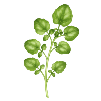A watercolor single stem of watercress with round leaves against a plain solid colored canvas backdrop element on transparent background png