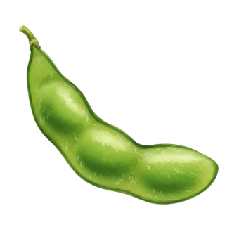 A watercolor single edamame pod with three beans inside against a plain backdrop in a digital rendering style on transparent background png