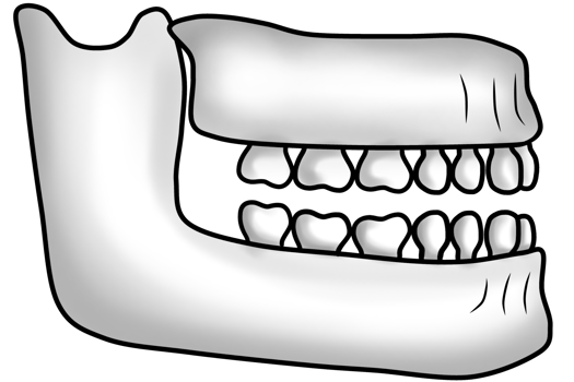 structure of the human jawbone and teeth png