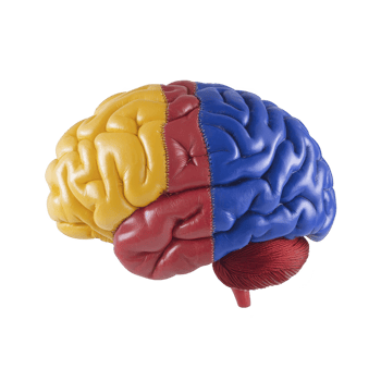 A colorful model of human brain is divided into sections with yellow, red, and blue colors, illustrating different brain regions. model is detailed, showing brain texture and structure png