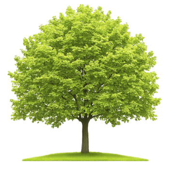 A lush green tree with full canopy stands on small patch of grass, symbolizing nature and growth. vibrant leaves create sense of tranquility and life png