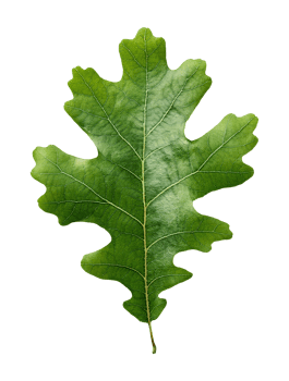 Fresh Green Oak Leaf with Rounded Lobes png