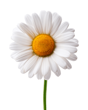 Perfect White Daisy on a Green Stem png