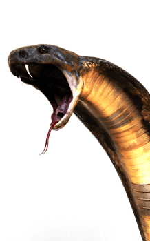 3d Illustration of The Majestic Cobra Elegance and Danger Attack Pose png