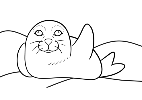 Seal Coloring Pages png