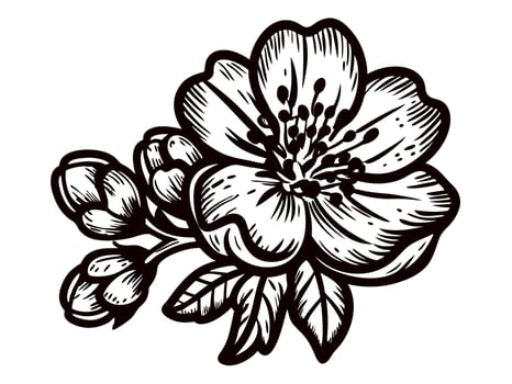 Detailed floral of cherry blossom with buds and leaves vector