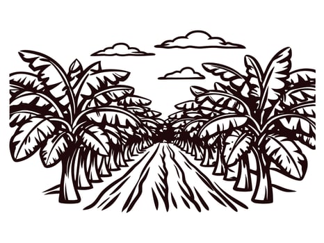 Scenic banana plantation landscape with rows of trees under partly cloudy sky vector