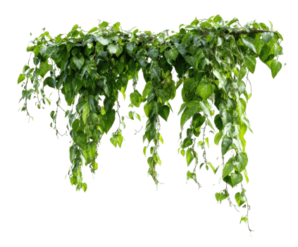 Lush green trailing vines adding beauty to indoor spaces png