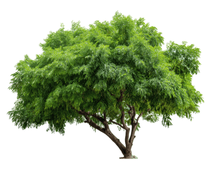 Large leafy tree with vibrant green foliage in natural outdoor setting png