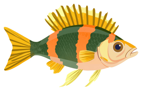 A colorful illustration of a striped fish with spiny fins. png