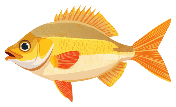A side view of a colorful yellow and orange fish. png