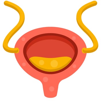 Bladder flat icon vector