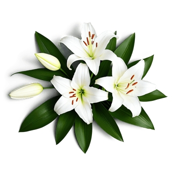 Lush Bloom White Lily Elegance png