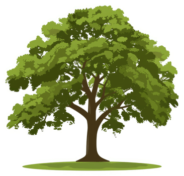 A lush, vibrant illustration of a mature deciduous tree. png
