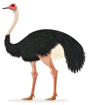 A detailed illustration of an ostrich. png