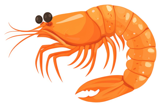 A vibrant illustration of a succulent orange shrimp. png