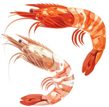Two vibrant shrimp, showcasing a variety of colors and textures. png