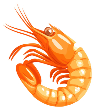 Vibrant illustration of a delicious orange shrimp. png